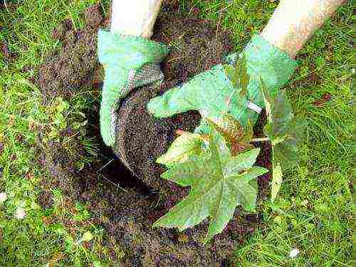 castor bean can be grown at home