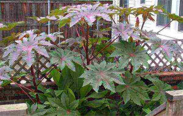 castor bean can be grown at home