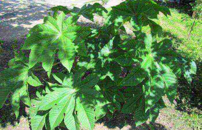 castor bean can be grown at home