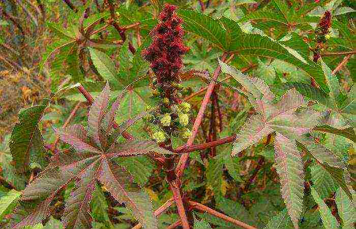 castor bean can be grown at home