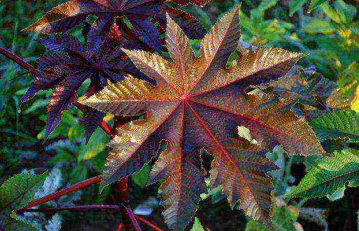 castor bean can be grown at home