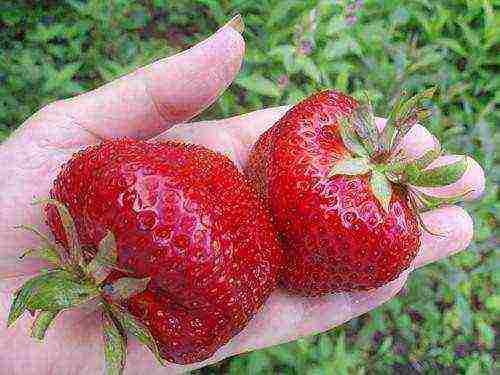 magandang marka ng strawberry