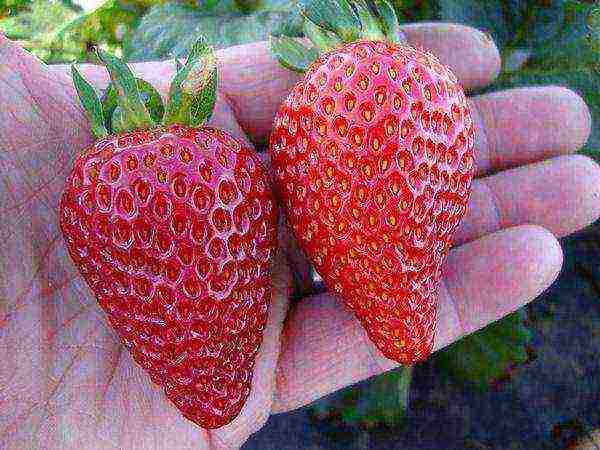 magandang marka ng strawberry