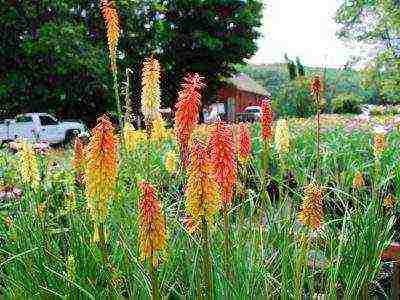 knifofiya planting and care in the open field in the Urals