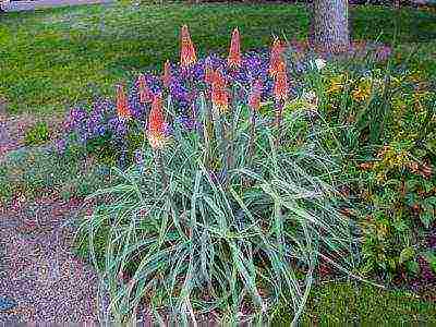 knifofiya planting and care in the open field in the Urals