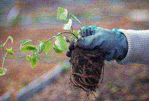 princes planting and care in the open field in the Urals