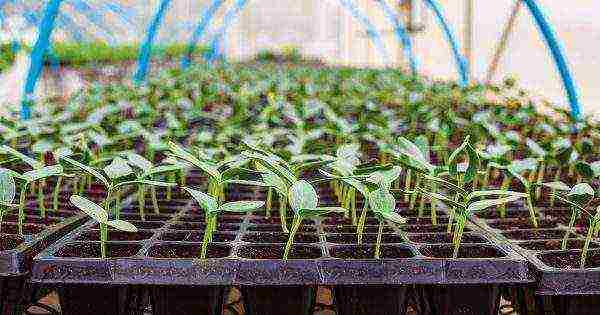 when to grow cucumber seedlings at home