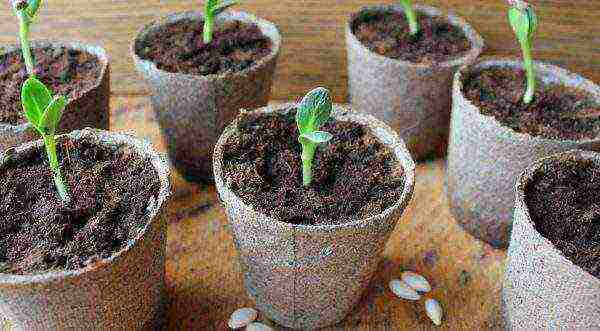 when to grow cucumber seedlings at home