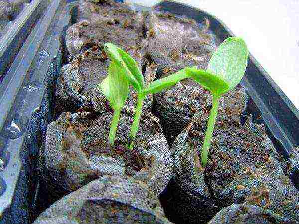 when to grow cucumber seedlings at home