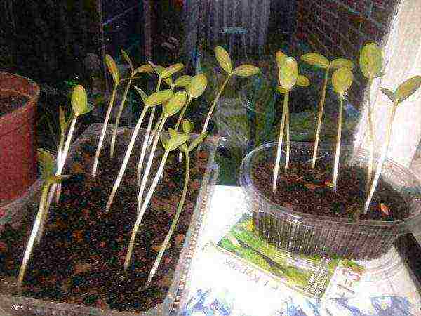 when to grow cucumber seedlings at home