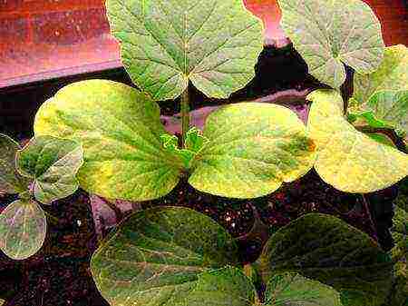 when to grow cucumber seedlings at home