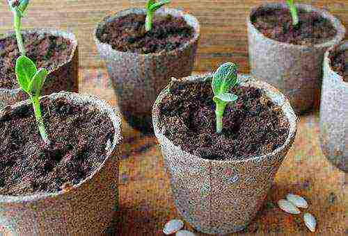 when to grow cucumber seedlings at home