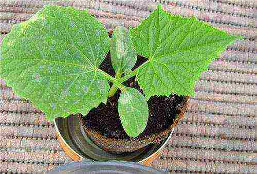 when to grow cucumber seedlings at home