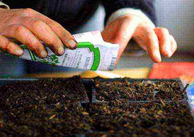 when to grow cucumber seedlings at home