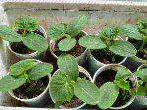 when to grow cucumber seedlings at home