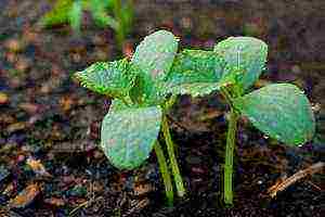 when to grow cucumber seedlings at home