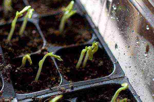 when to grow cucumber seedlings at home