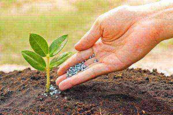 when to grow cucumber seedlings at home