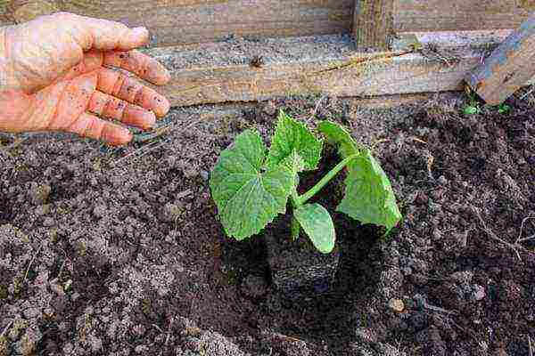 when to grow cucumber seedlings at home