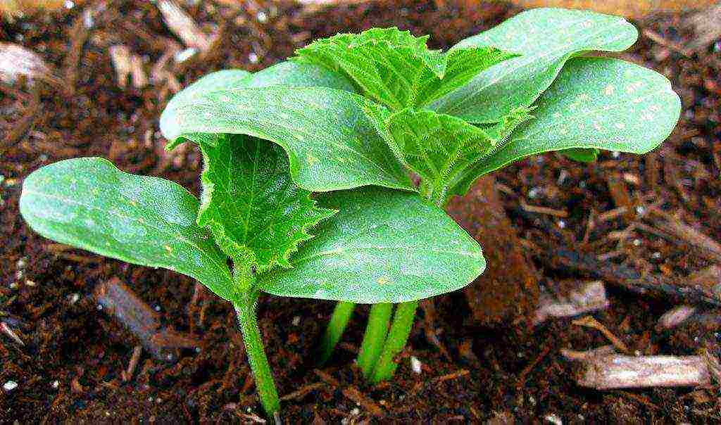 when to grow cucumber seedlings at home