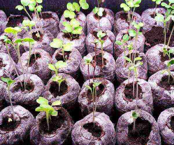 when to grow cucumber seedlings at home