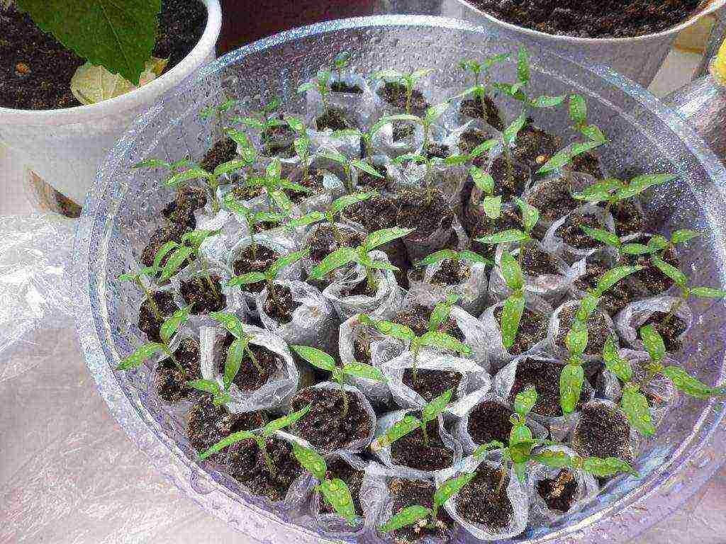 when to grow cucumber seedlings at home