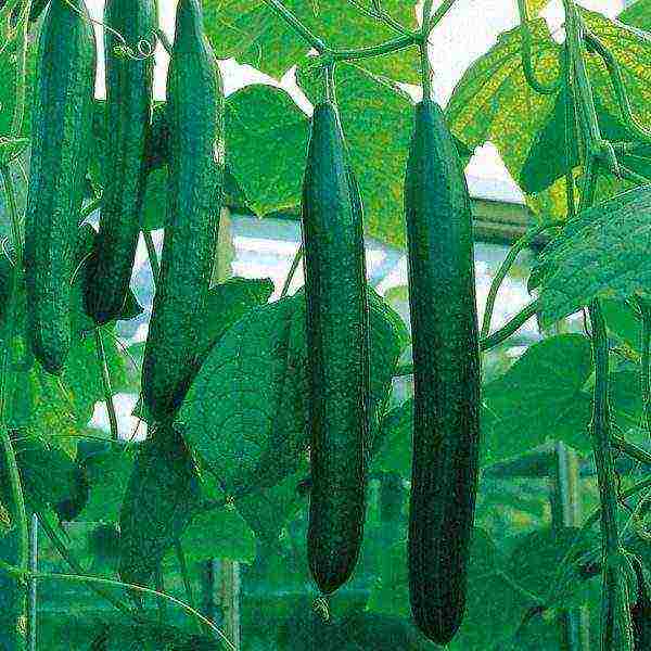 when to grow cucumber seedlings at home