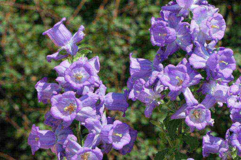 bell cup and saucer planting and care in the open field