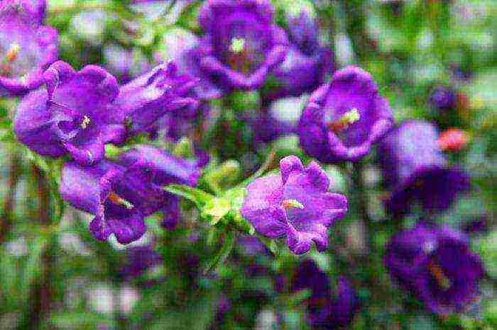 bell cup and saucer planting and care in the open field