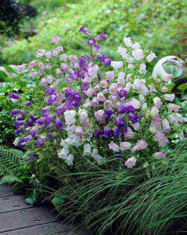 bell cup and saucer planting and care in the open field