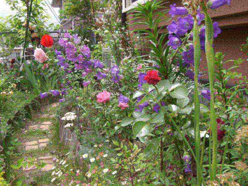 bell cup and saucer planting and care in the open field