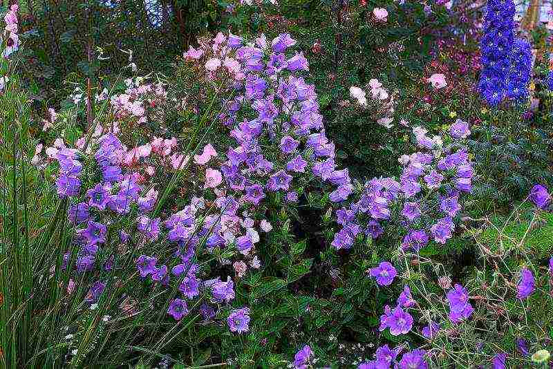 bell cup and saucer planting and care in the open field