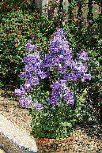 bell cup and saucer planting and care in the open field