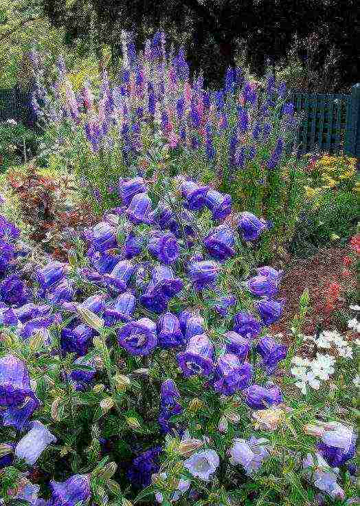 bell cup and saucer planting and care in the open field