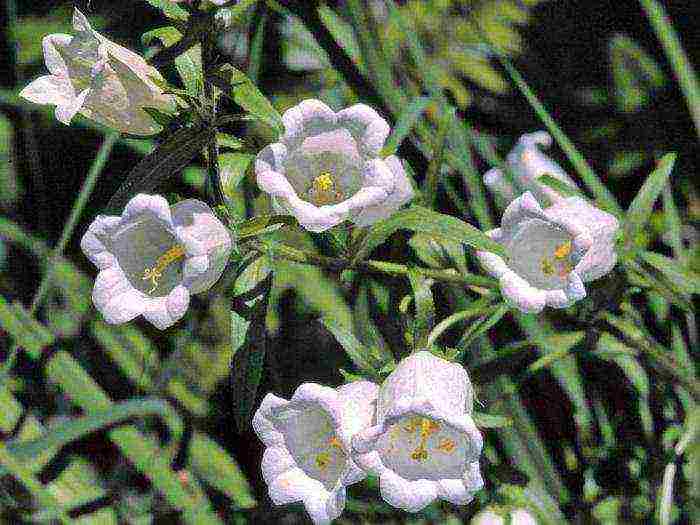 bell cup and saucer planting and care in the open field