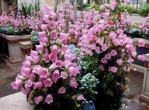 bell cup and saucer planting and care in the open field