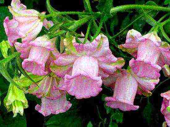 bell cup and saucer planting and care in the open field