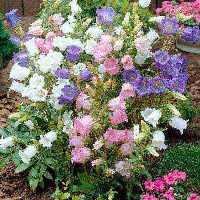 bell cup and saucer planting and care in the open field