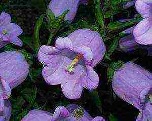 bell cup and saucer planting and care in the open field