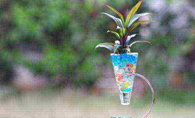 indoor plants that can be grown in a hydrogel