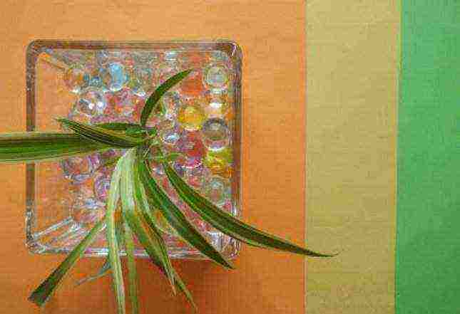 indoor plants that can be grown in a hydrogel