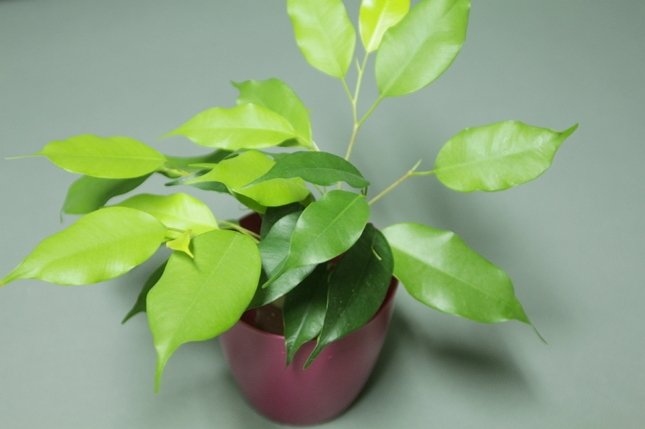 indoor plants that can be grown in a hydrogel