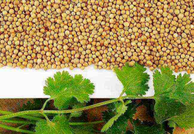 the best varieties of coriander