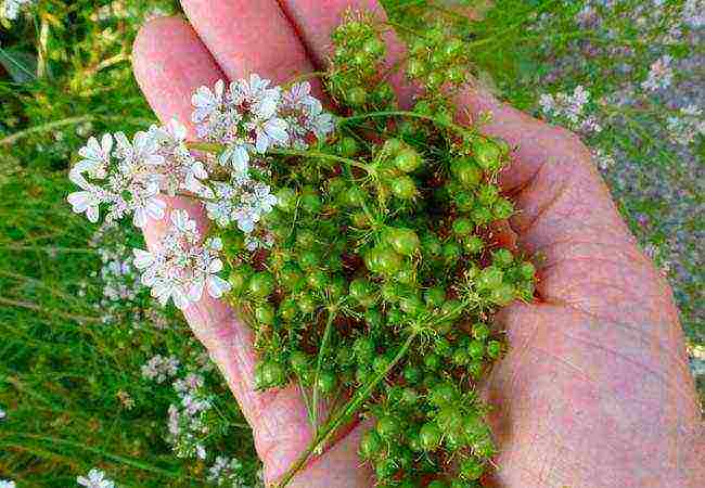 the best varieties of coriander