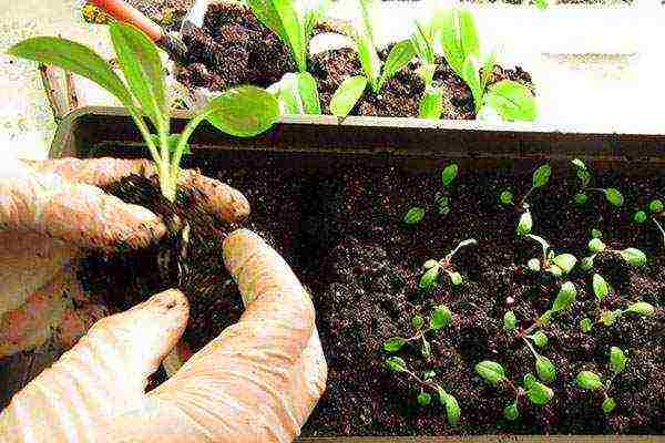 pagtatanim at pag-aalaga ng crocosmia sa bukas na bukid sa siberia