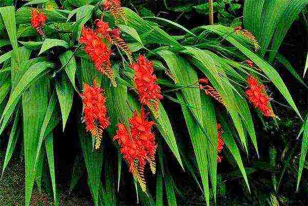 crocosmia planting and care in the open field in siberia