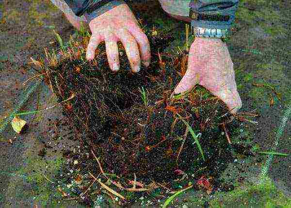 crocosmia planting and care in the open field in siberia