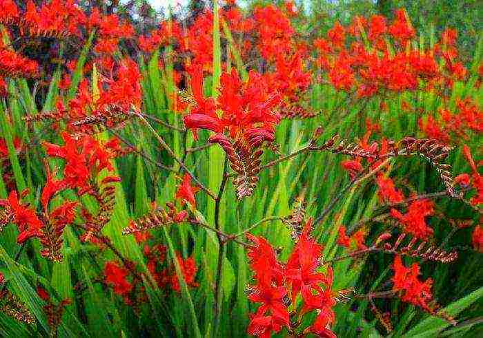 crocosmia planting and care in the open field in siberia