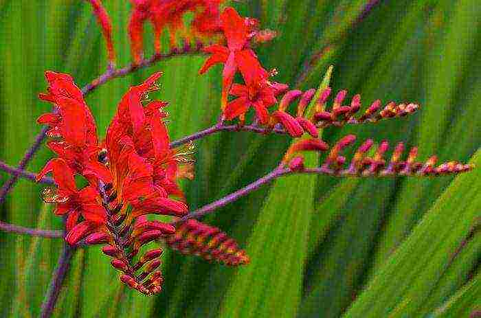 crocosmia planting and care in the open field in siberia