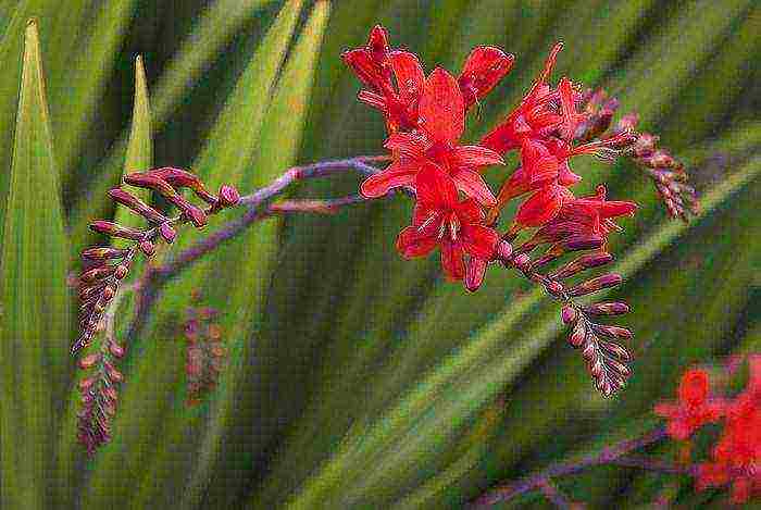 pagtatanim at pag-aalaga ng crocosmia sa bukas na bukid sa siberia